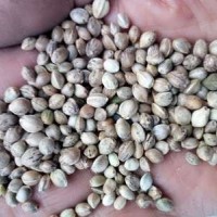 80斤/袋鳥食線麻子、鳥料火麻仁、油料火麻仁 花肥線麻子運費到付