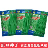 鳳鳴雅世 長豇一號(hào)豇豆種子 200克 四季農(nóng)家蔬菜種子種孑批發(fā)
