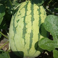 巨型西瓜種子高產(chǎn)特大懶漢西瓜種籽無籽甜王孑超甜南方春季西瓜籽