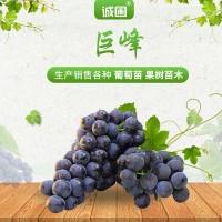 巨峰葡萄苗基地長期大量供應 抗病味甜大粒巨峰葡萄苗批發(fā)