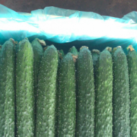 日銷40000斤黃瓜，求貨源