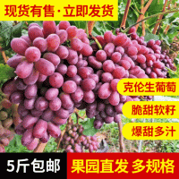 現摘西昌克倫生葡萄軟籽紅提子新鮮整箱5斤包裝應季水果產地發(fā)貨