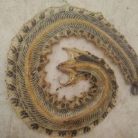 支持藥檢正品養(yǎng)殖蘄蛇 蛇干 人工飼養(yǎng)五步蛇干 中藥材批發(fā)