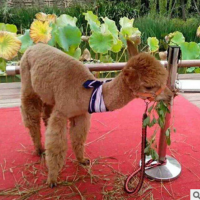 哪里有出租羊駝的，一只羊駝價格 展覽動物租賃公司 馬戲團表演