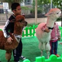 活體羊駝養(yǎng)殖 供應景區(qū)觀賞展覽羊駝 附近哪里有賣羊駝的全國送貨