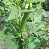 新鮮冷凍黃秋葵 本地綠色無公害黃秋葵健康營養(yǎng)多批發(fā)量大價(jià)優(yōu)