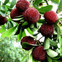 基地供應果樹苗木楊梅苗楊梅樹苗 大小規(guī)格齊全