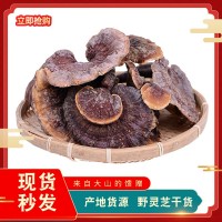 云南土特產中藥材滋補品 野靈芝 朵型完整煲湯食材250g批發(fā)
