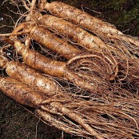 【新鮮人參】長(zhǎng)白山人參批發(fā) 產(chǎn)地直供 東北特產(chǎn) 鮮人參 泡酒煲湯
