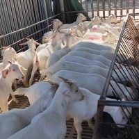 嘉旺 育肥小公羊 美國白山羊批發價格 小白山羊羊崽