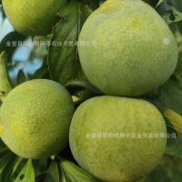 自家果園現(xiàn)摘現(xiàn)發(fā)好品質(zhì)青脆李甜脆李新鮮應季直發(fā)一件代發(fā)批發(fā)