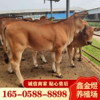 黃牛肉牛犢改良 肉牛價格怎么樣 養殖批發牛苗 肉?；钆? onmouseover=