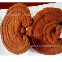 產地山東帶孢子粉赤芝量大從優(yōu)批發(fā)