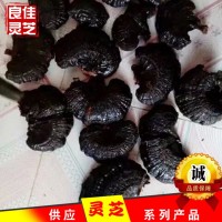 江北靈芝之鄉(xiāng)無柄黑靈芝原產地黒芝個切片現(xiàn)貨批發(fā)