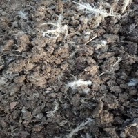 滄州黃驊雞糞肥|鴿子糞|鳥(niǎo)禽糞便有機(jī)肥|有機(jī)肥干雞糞