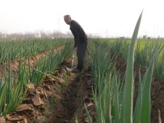 掌握這些技巧,輕松種出又粗又壯的大蔥!