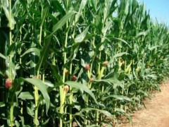 玉米地里種西瓜:一場土地與陽光的浪漫共謀