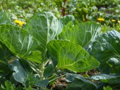 如何改善大棚土壤中顏色發(fā)青與發(fā)紅的問題？