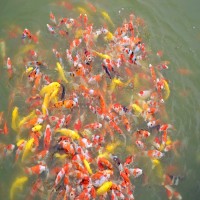 錦鯉魚苗漁場錦鯉苗種優選好錦鯉小魚苗活體風水觀賞魚苗活體